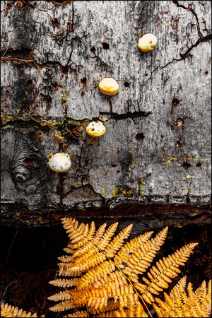 Fungi & Fern