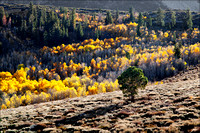 "Aspen Color Near William's Butte"