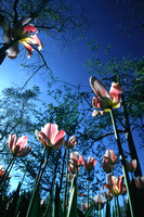 "Sky-high Tulips"