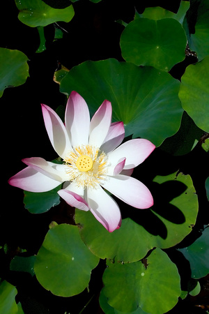 Water Lily 1