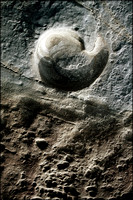 "On a Roll"